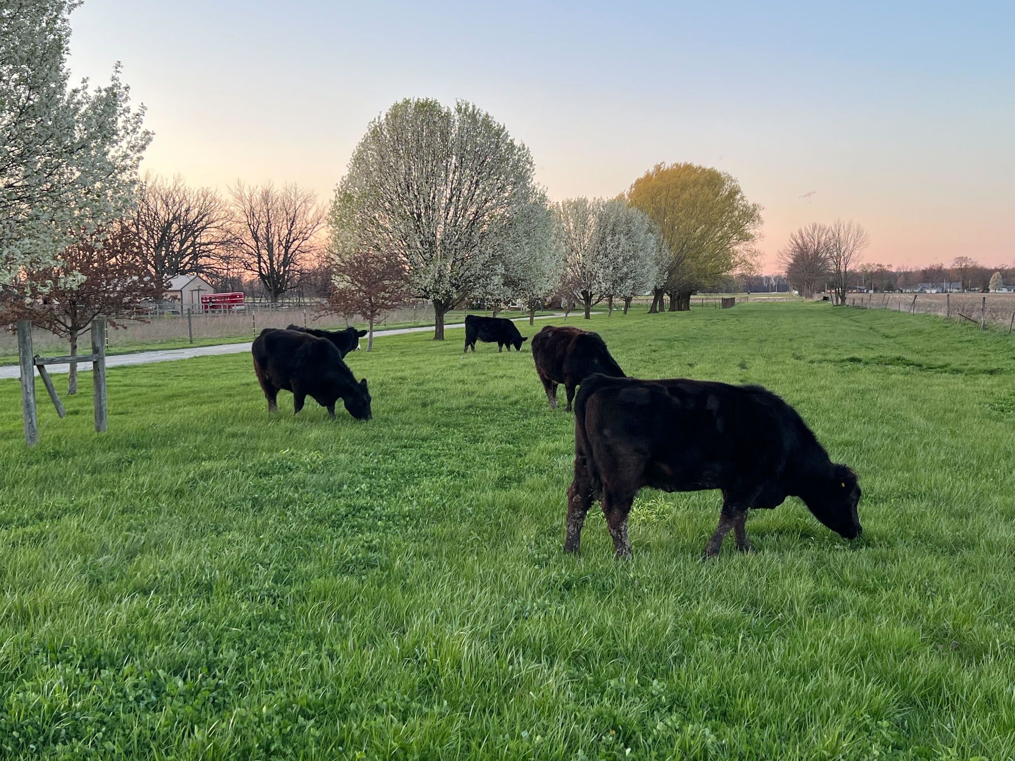 Cows in a field in front of budding trees at dusk