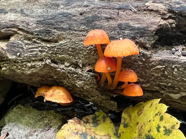 A small bunch of orange bonnet mushrooms grow from a crack in the side of a rotten log